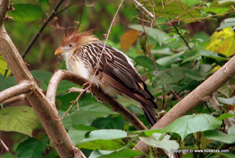 Perching Birds